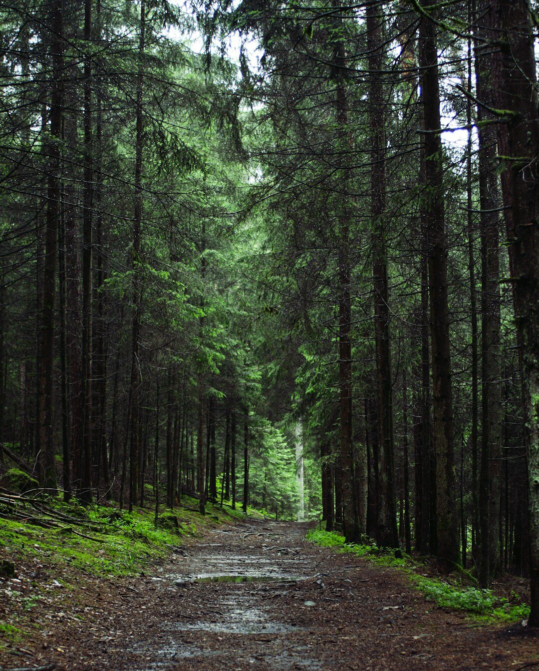 peaceful path in forest